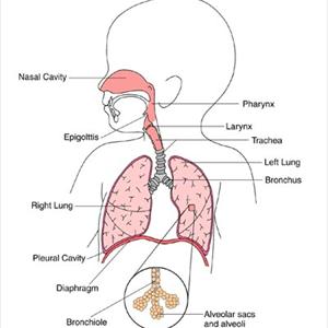 Bronchitis Natural Cures - Homeopathic Medicines In The Treatment Of Bronchitis