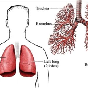 New Medicine For Bronchictis - Are Electronic Cigarettes Safer Than Regular Cigarettes?